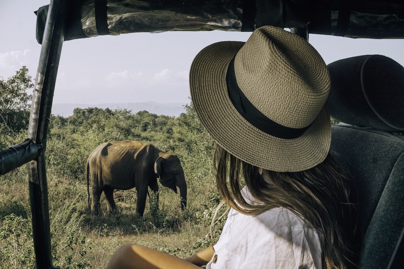 Wildlife Safaris